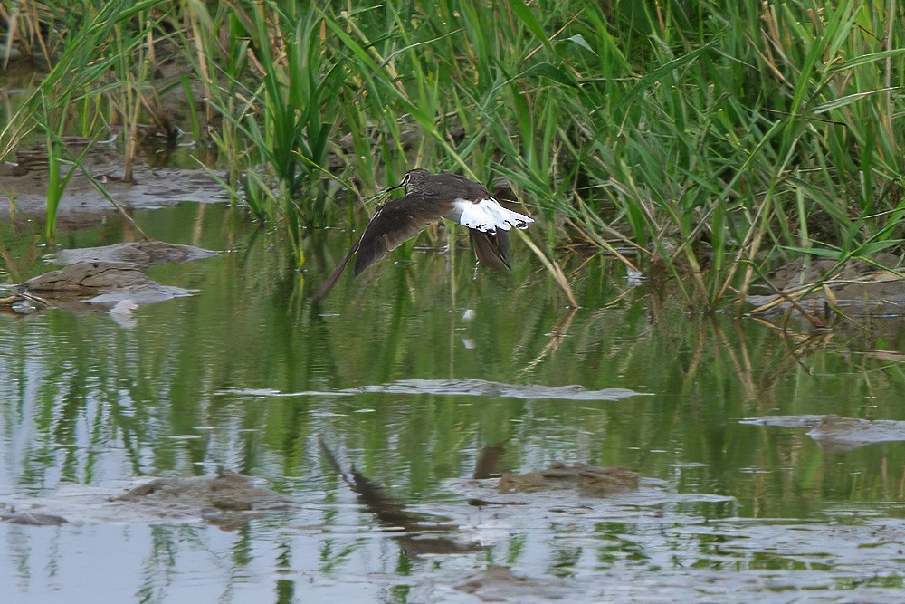 Green Sandpiper - Dave Curtis