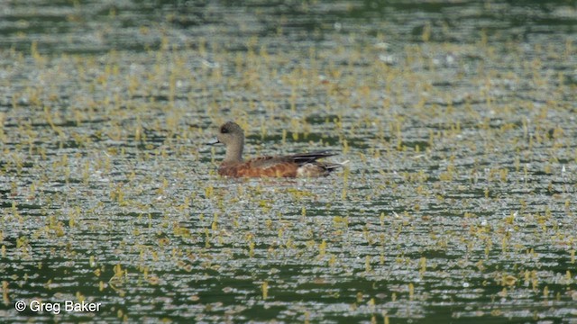 Canard d'Amérique - ML610430815