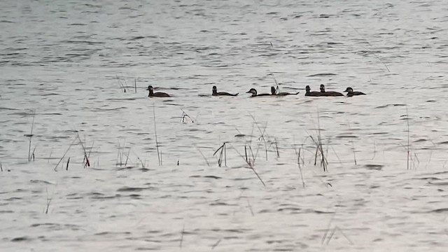 Black Scoter - ML610430861