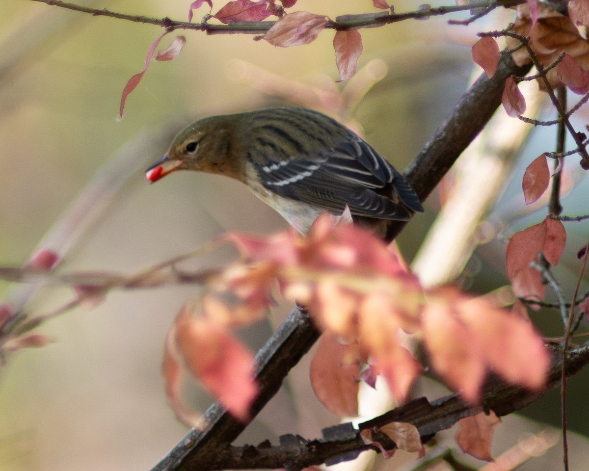 Blackpoll Warbler - ML610430901