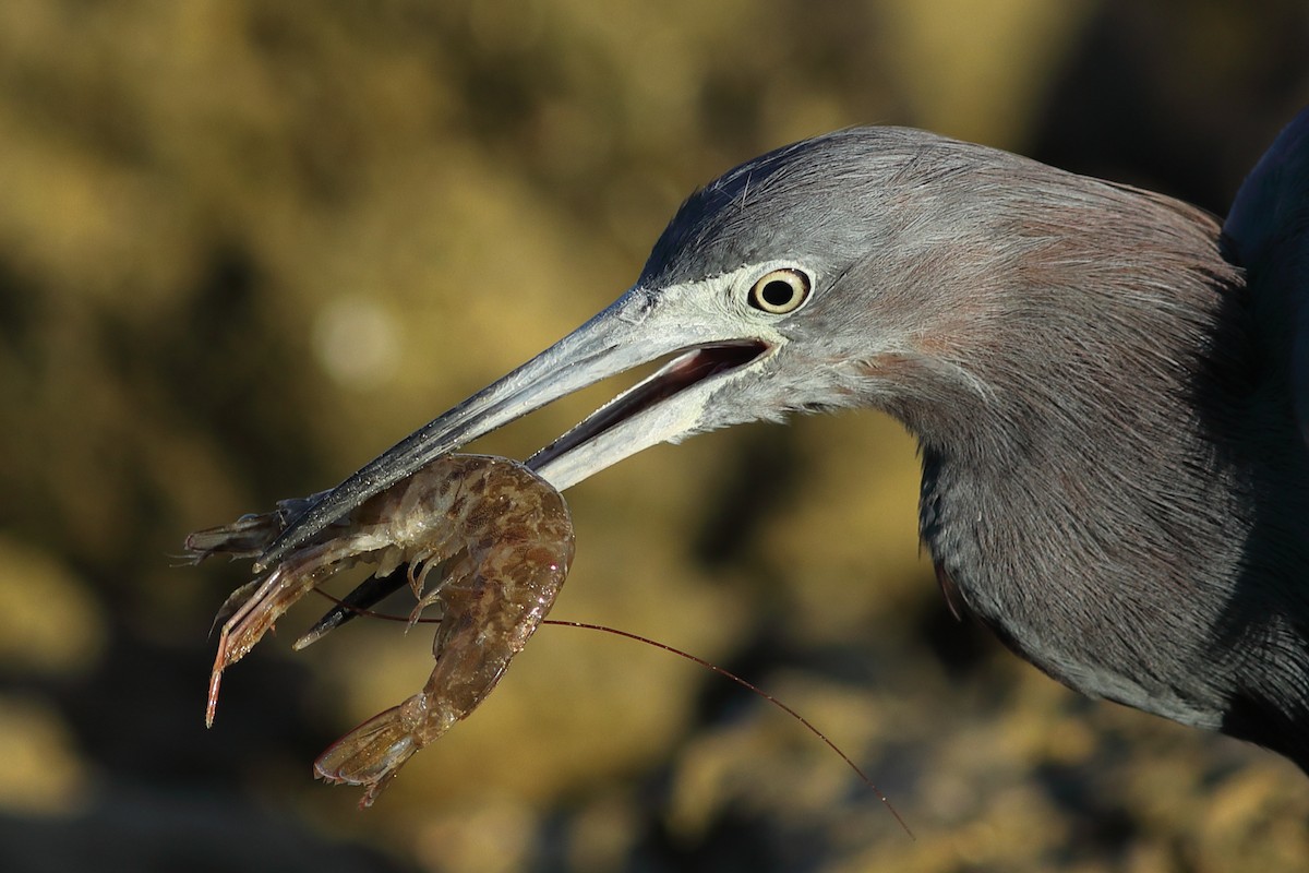 Little Blue Heron - Vince Capp