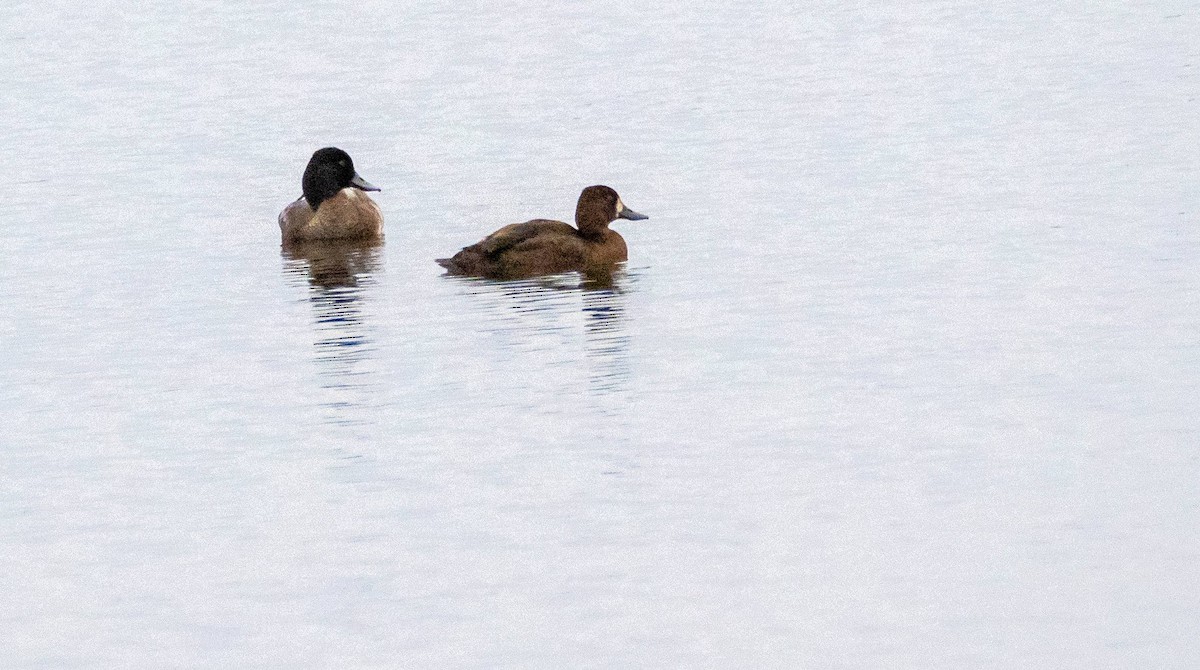 Lesser Scaup - Matt M.