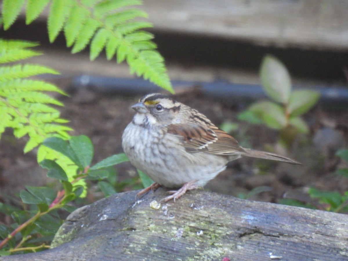 White-throated Sparrow - ML610430934