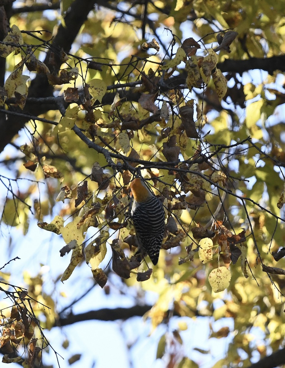 Red-bellied Woodpecker - Anonymous