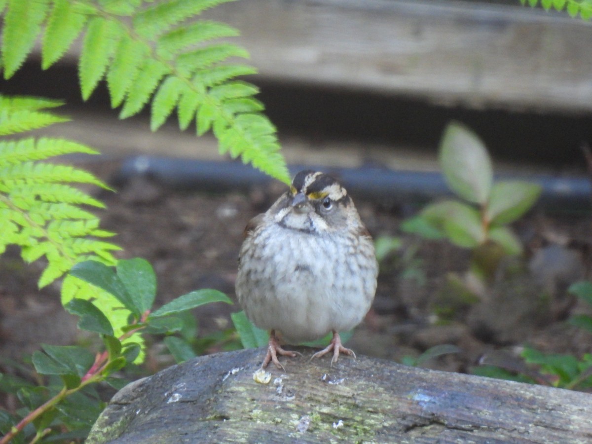 White-throated Sparrow - ML610430950