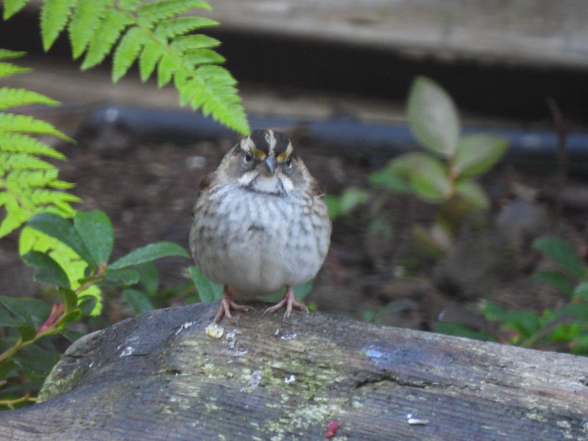 White-throated Sparrow - ML610430953