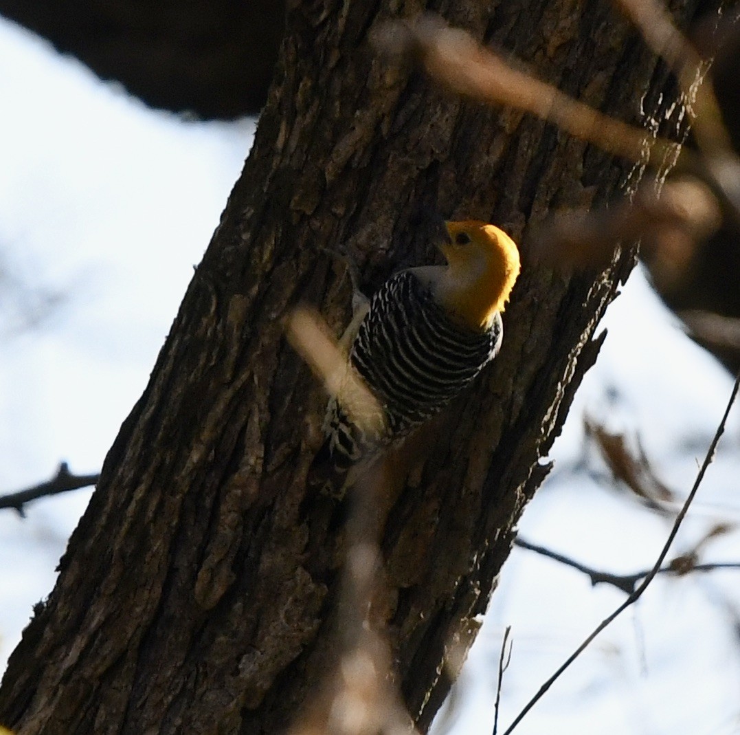 Red-bellied Woodpecker - Anonymous