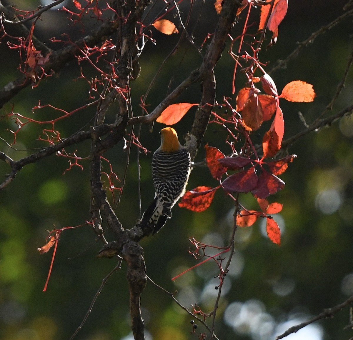 Red-bellied Woodpecker - Anonymous