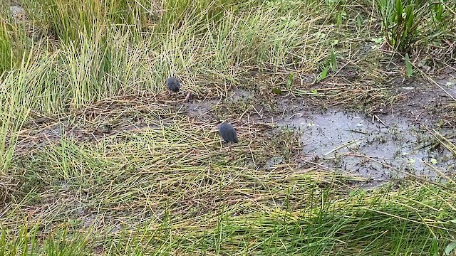 Gray-headed Swamphen - ML610431002