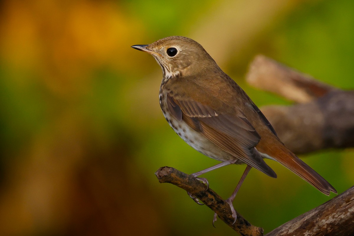 Hermit Thrush - Shari  McCollough