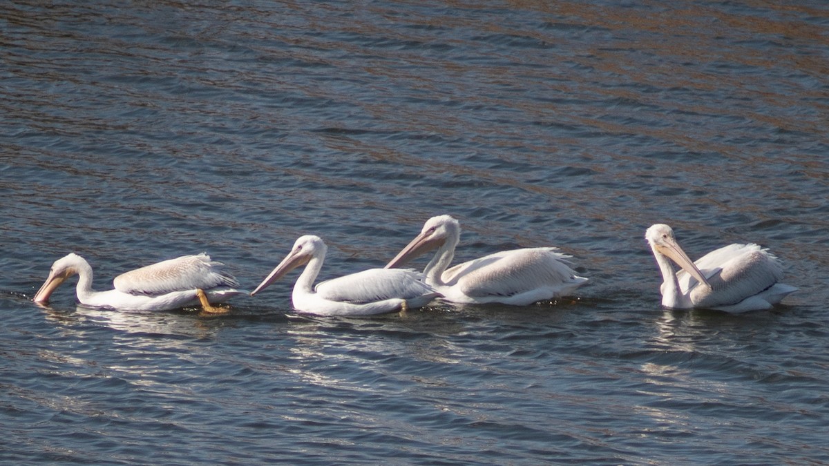 American White Pelican - ML610431129