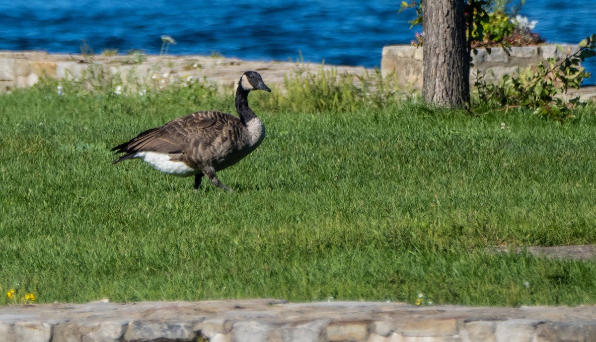 Canada Goose - ML610431170