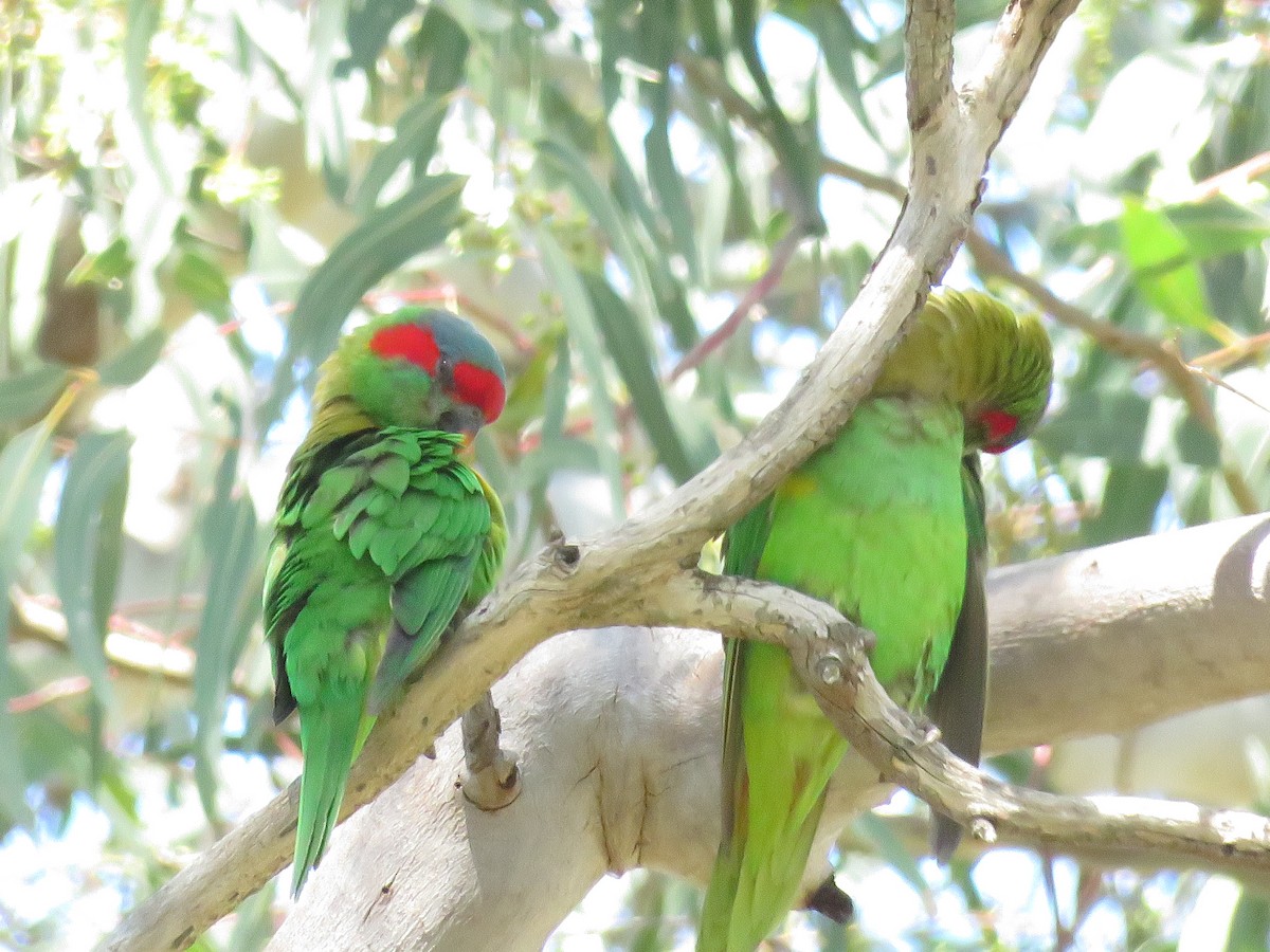 Musk Lorikeet - ML610431423