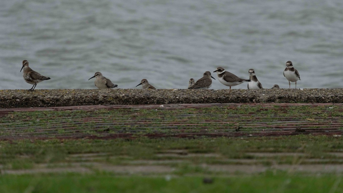 Common Ringed Plover - ML610431443