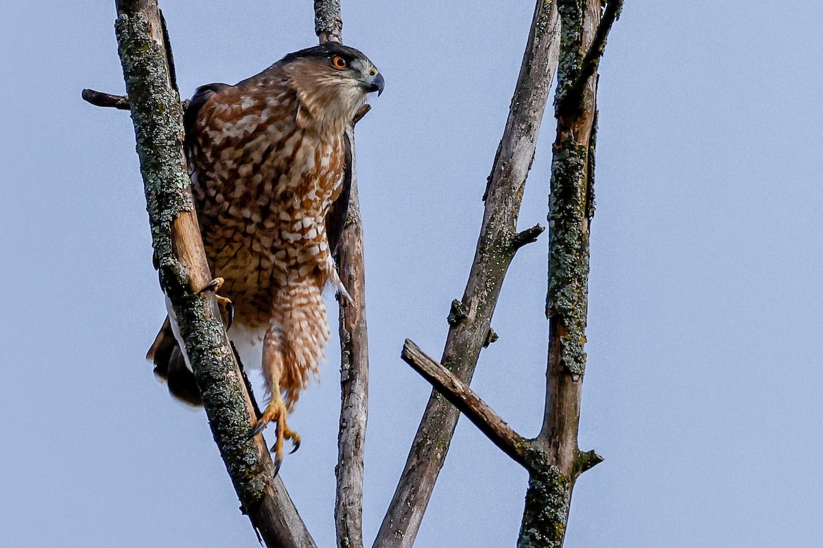 Cooper's Hawk - ML610431463