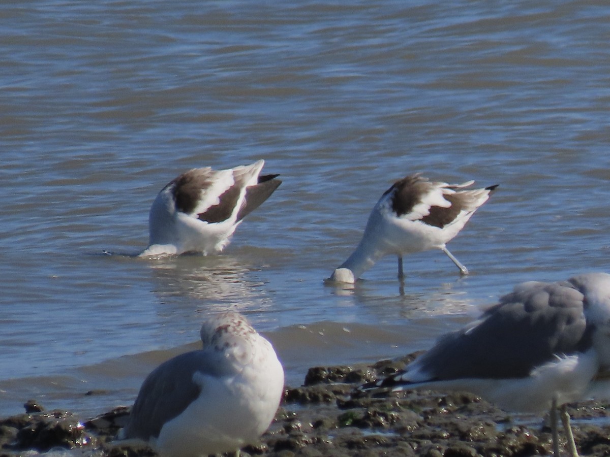 American Avocet - ML610431731