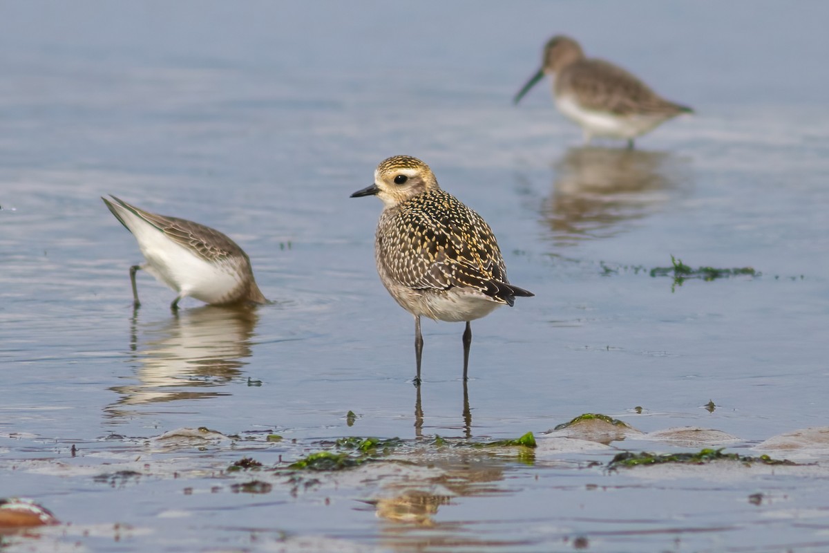 American/Pacific Golden-Plover (Lesser Golden-Plover) - John C Sullivan