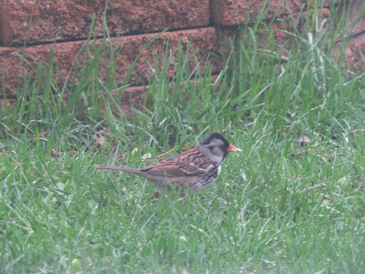 Harris's Sparrow - ML610432034