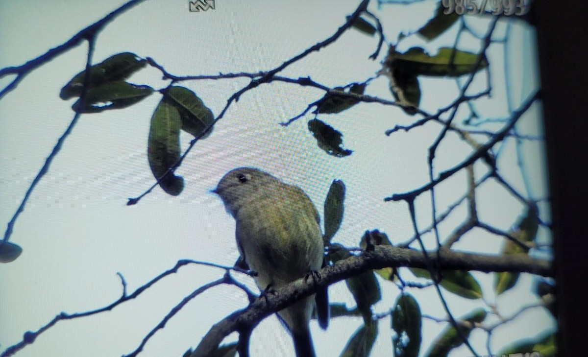 Hammond's Flycatcher - ML610432084