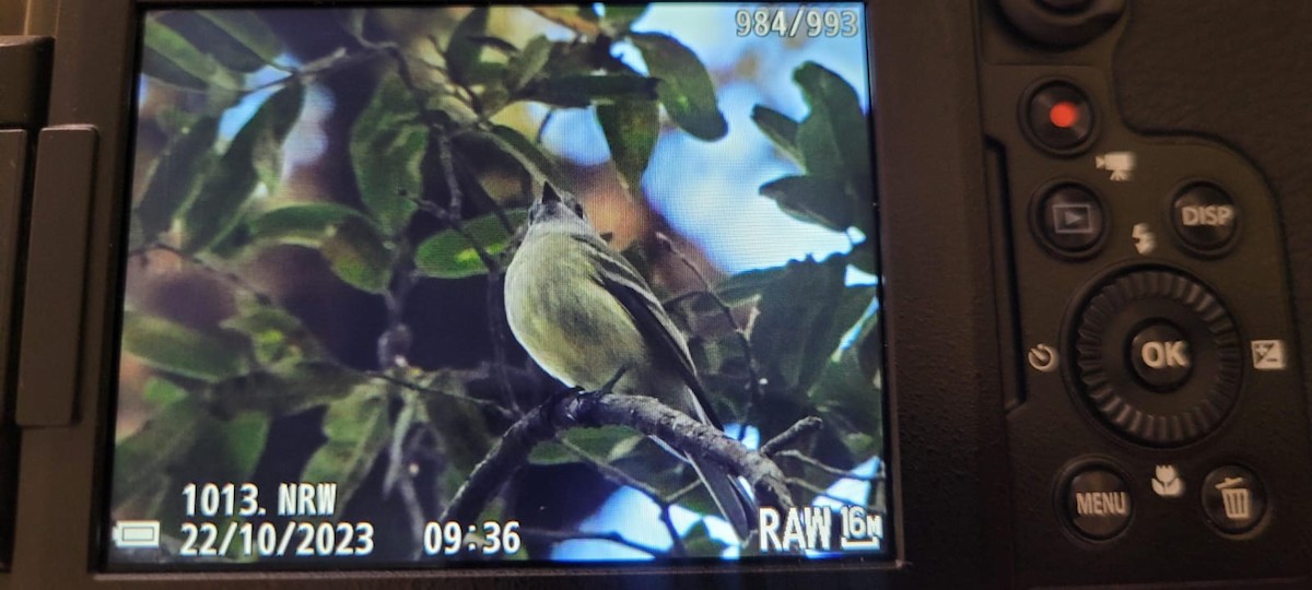 Hammond's Flycatcher - ML610432085