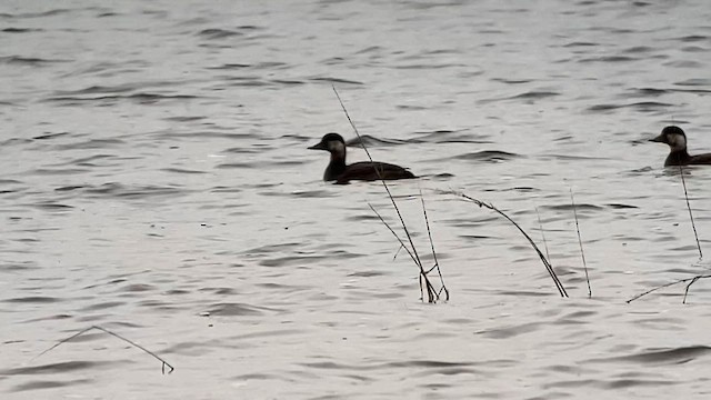 Black Scoter - ML610432120