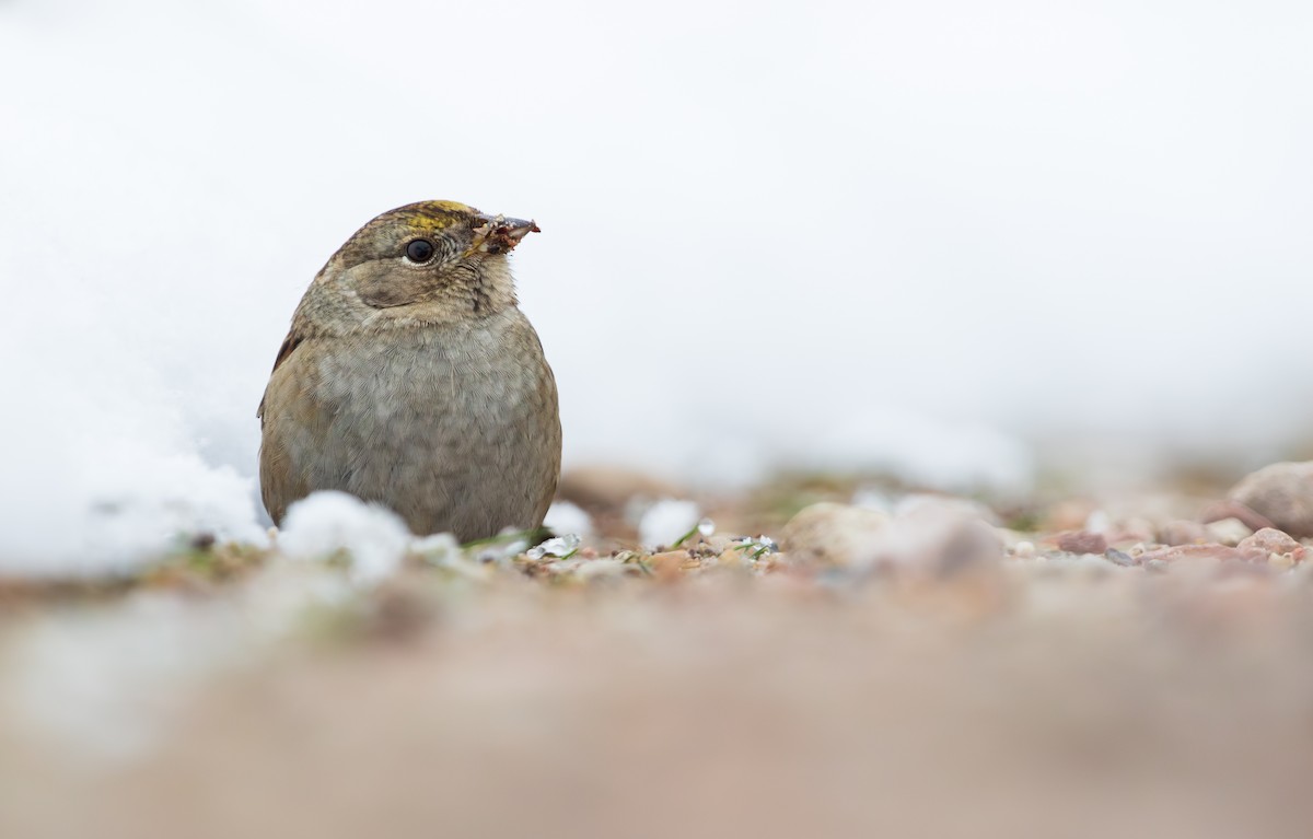 Golden-crowned Sparrow - ML610432157