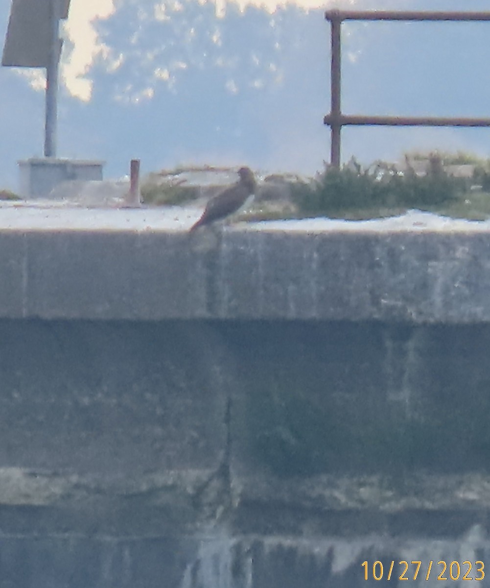 Brown Booby - ML610432249