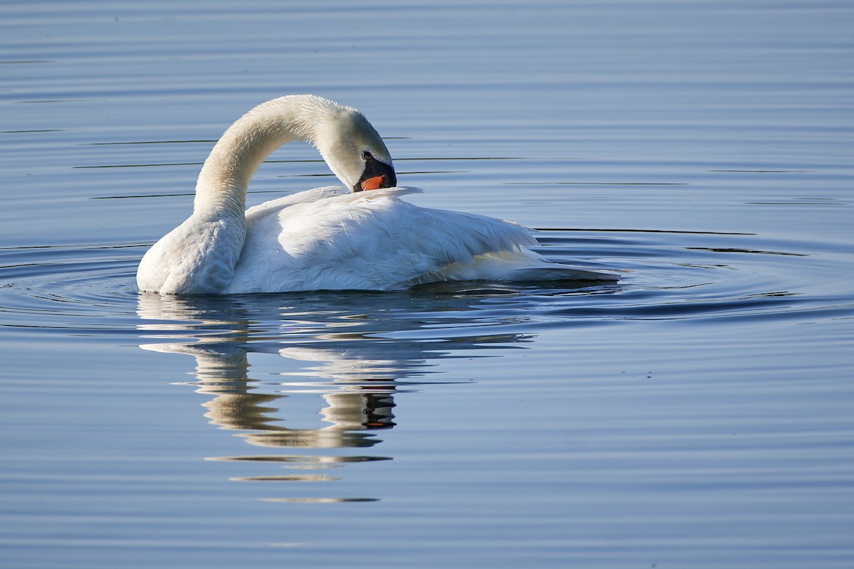 Mute Swan - ML610432305