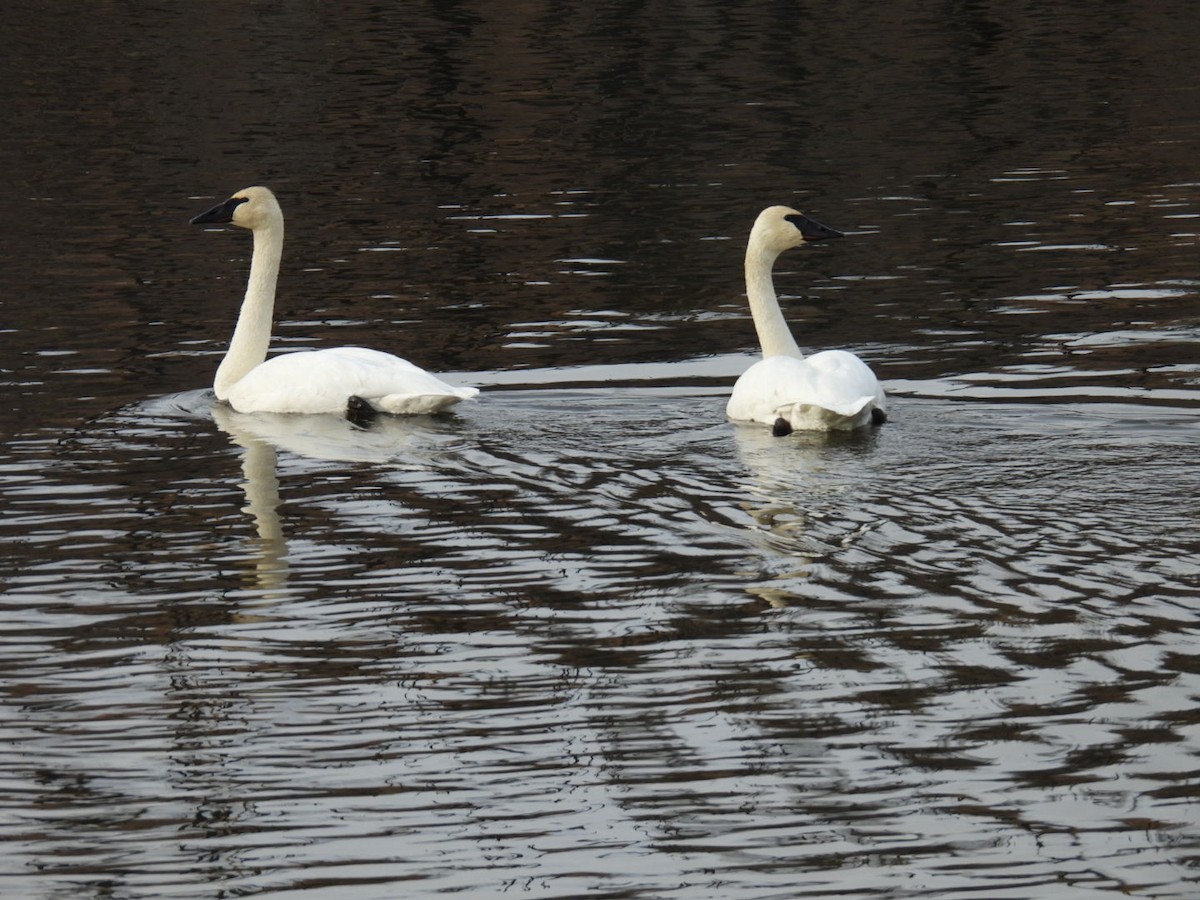 Trumpeter Swan - ML610432360