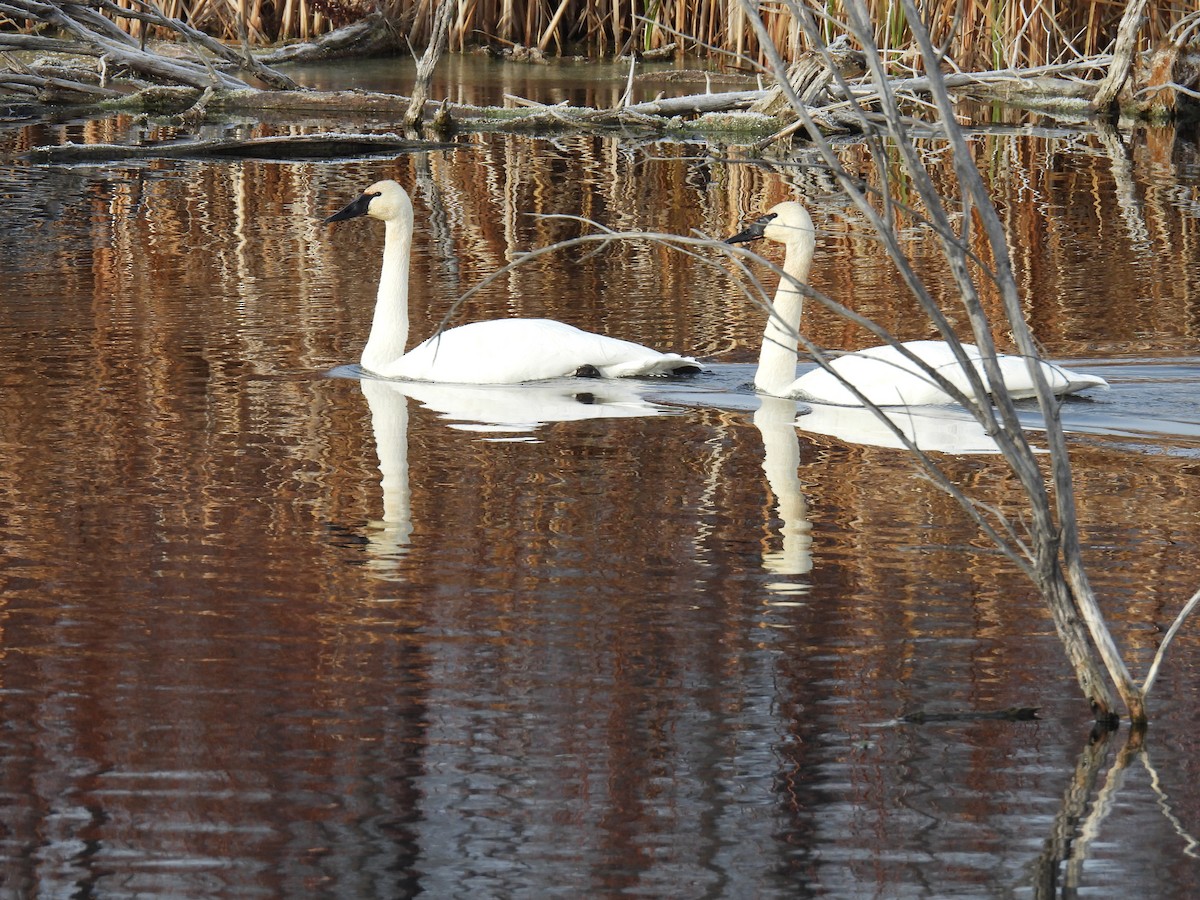 Trumpeter Swan - ML610432361