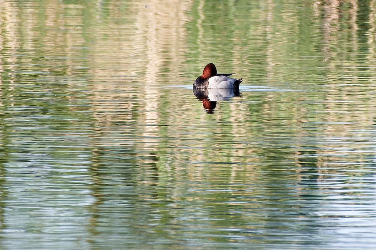 Common Pochard - ML610432390