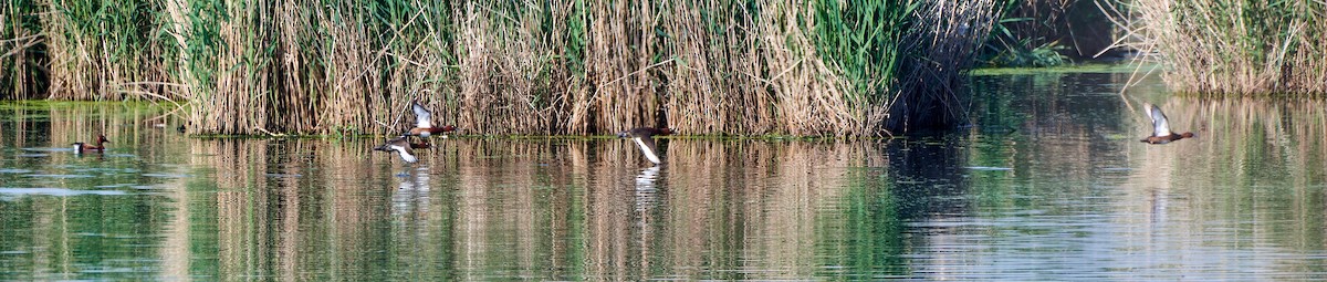 Ferruginous Duck - ML610432431