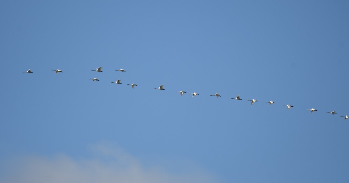 Trumpeter Swan - Rachel Hudson