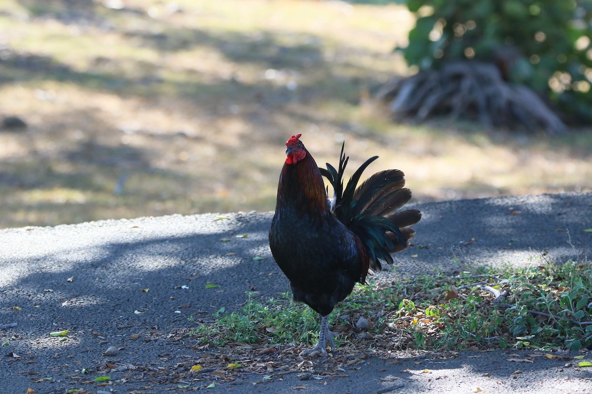 Red Junglefowl (Domestic type) - Kevin Lester