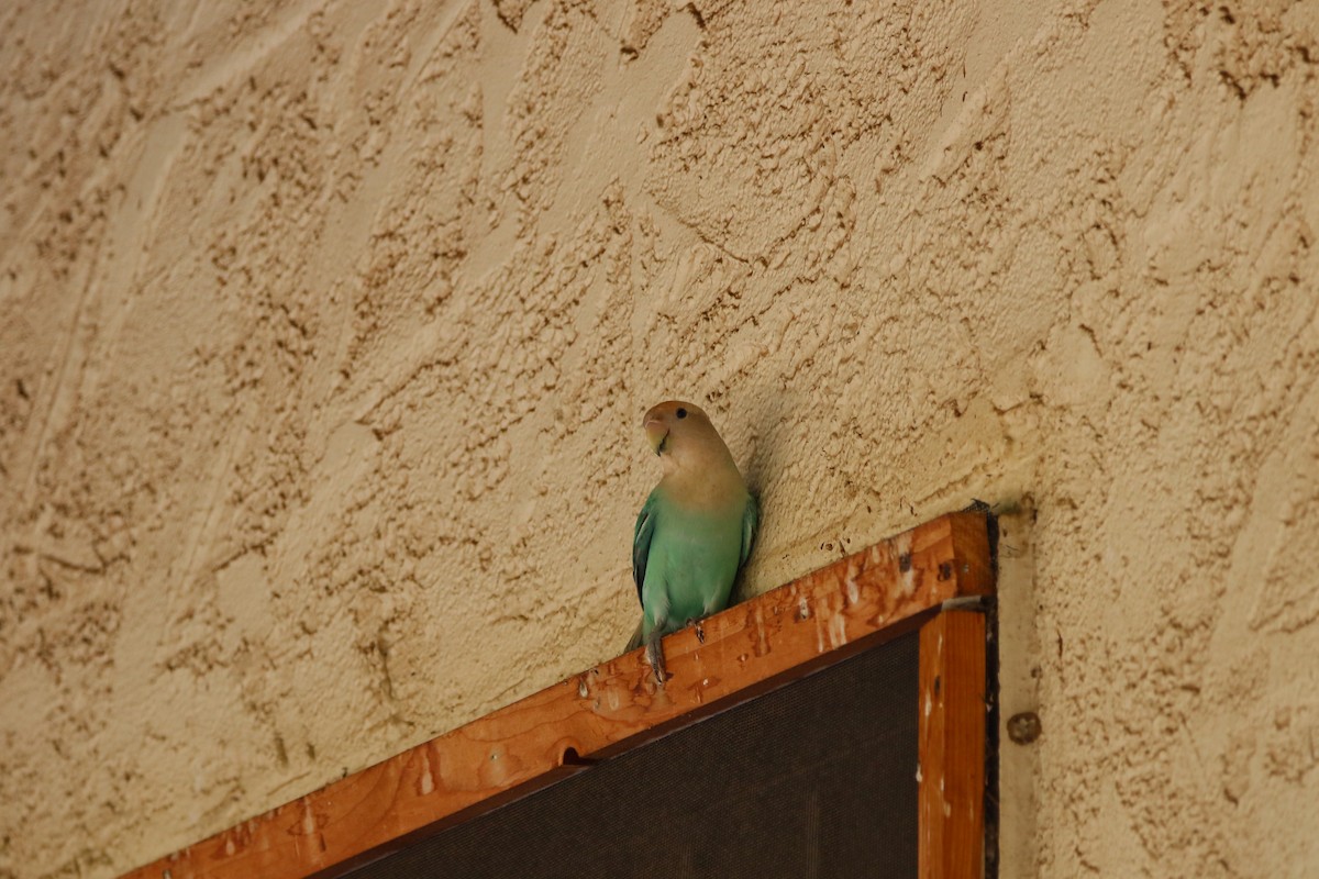 Rosy-faced Lovebird - ML610432922