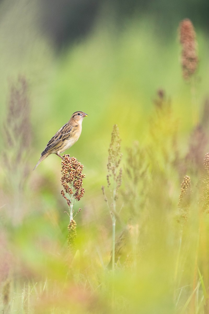 bobolink americký - ML610433000