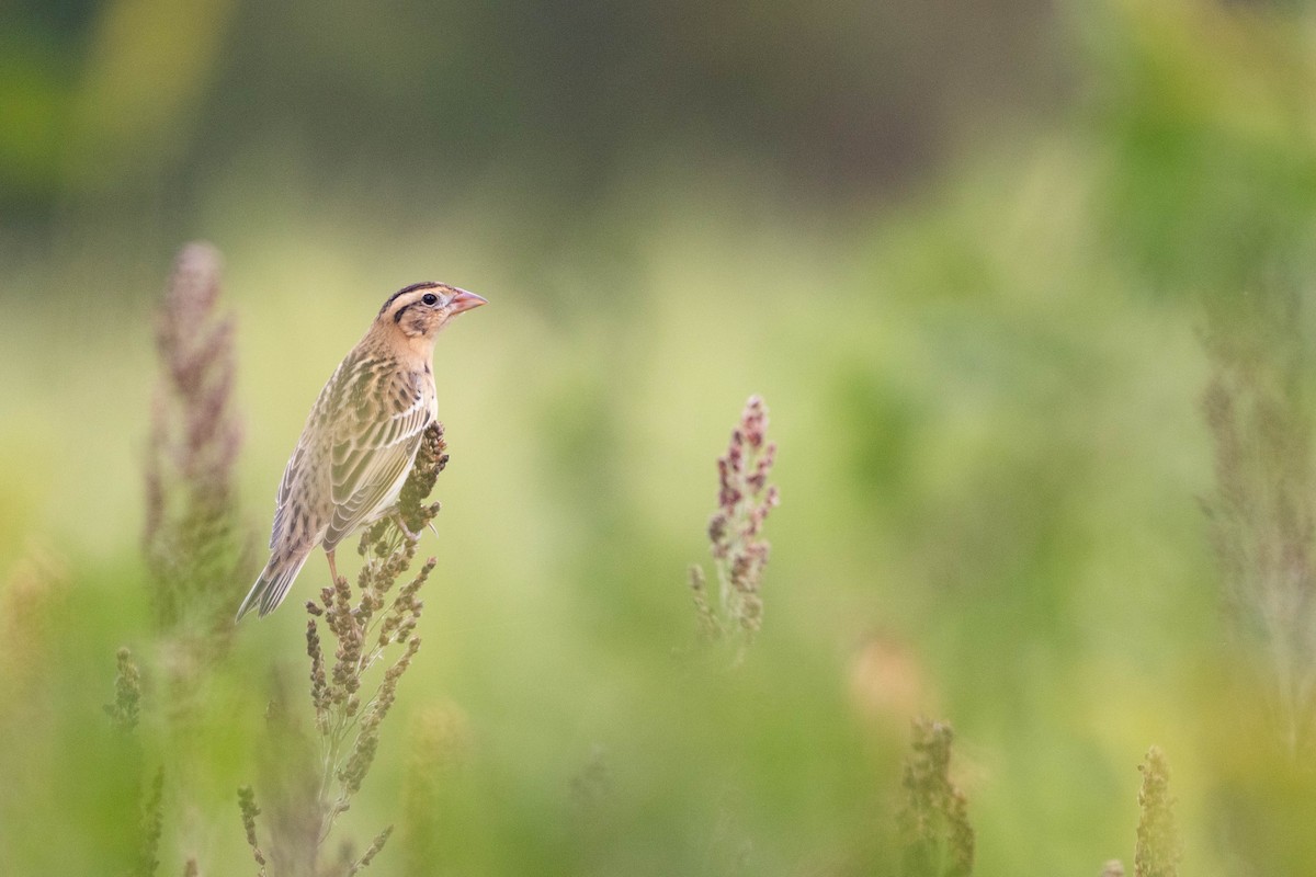 bobolink americký - ML610433002