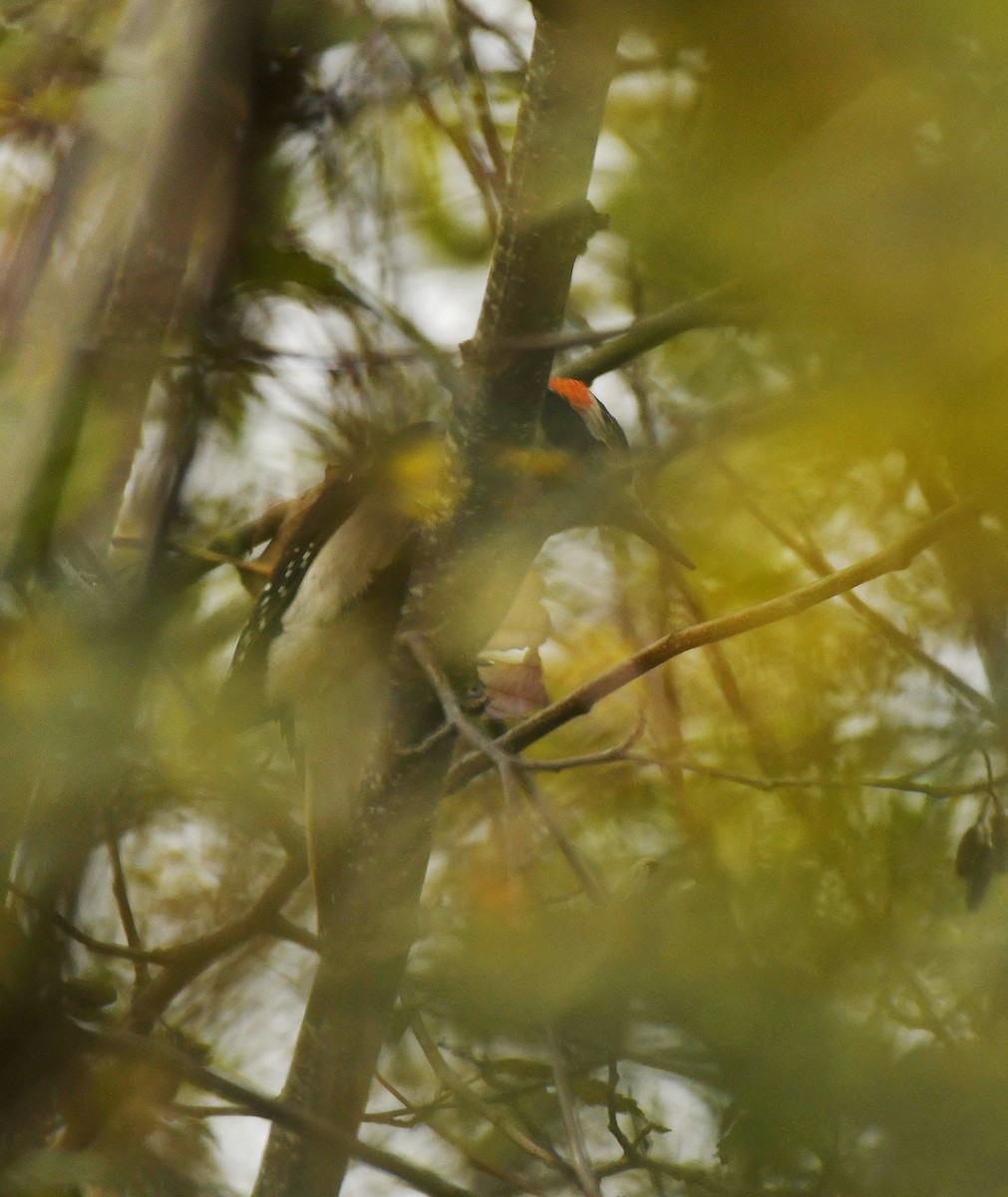 Hairy Woodpecker (Pacific) - ML610433015