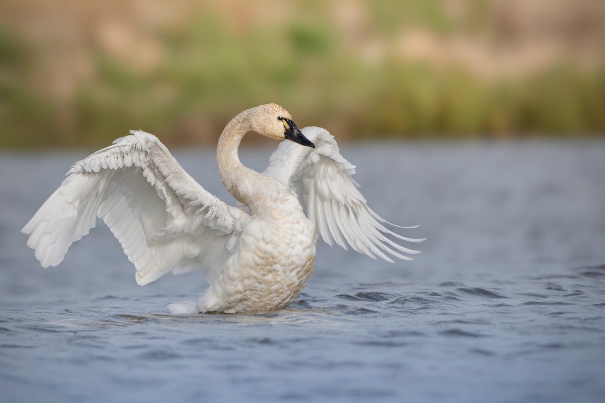 Tundra Swan - Jack Belleghem
