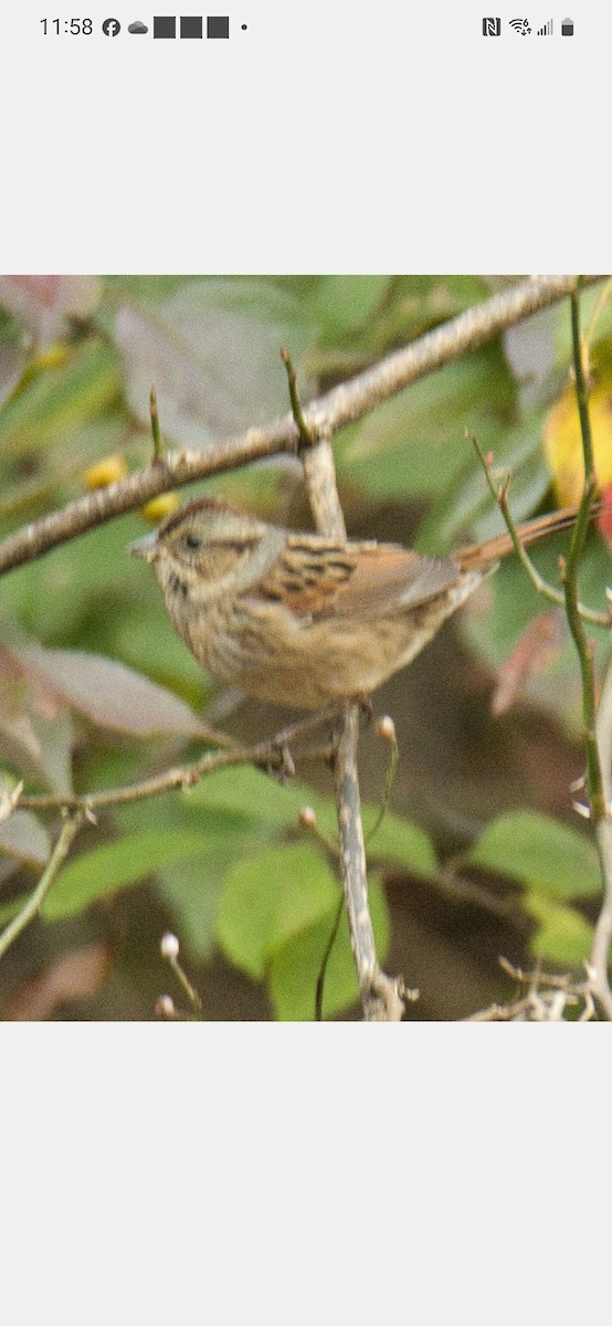 Swamp Sparrow - ML610433147