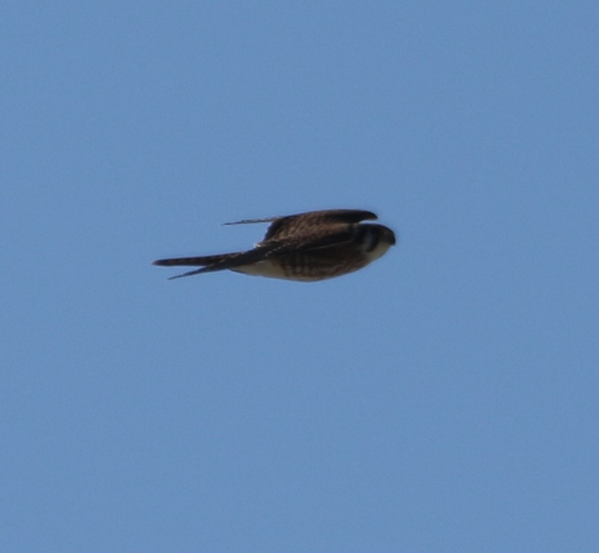 American Kestrel - ML610433152