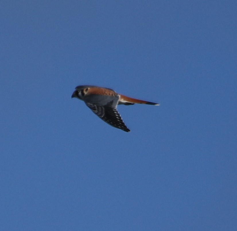 American Kestrel - ML610433159