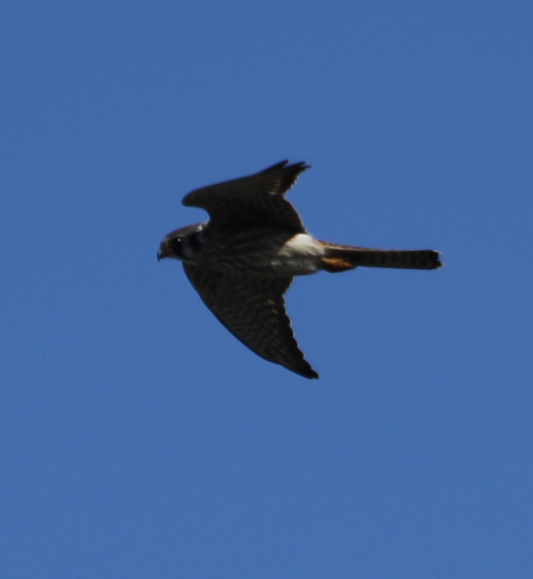 American Kestrel - ML610433167