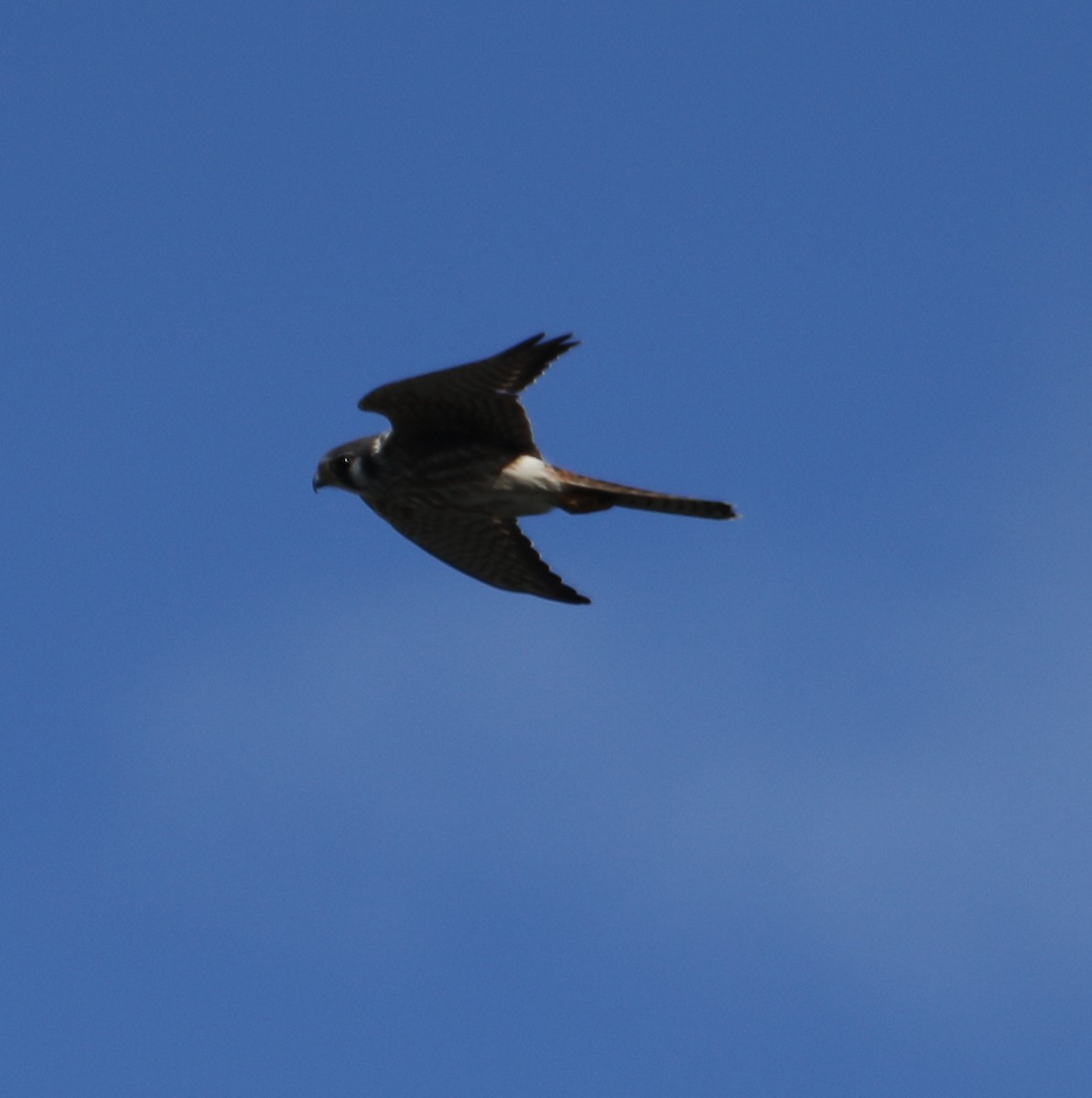 American Kestrel - ML610433168