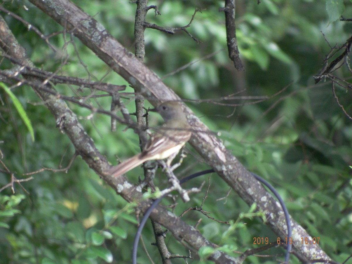 Acadian Flycatcher - ML610433290