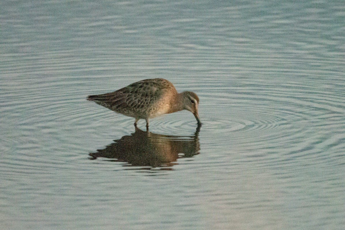 langnebbekkasinsnipe - ML610433298