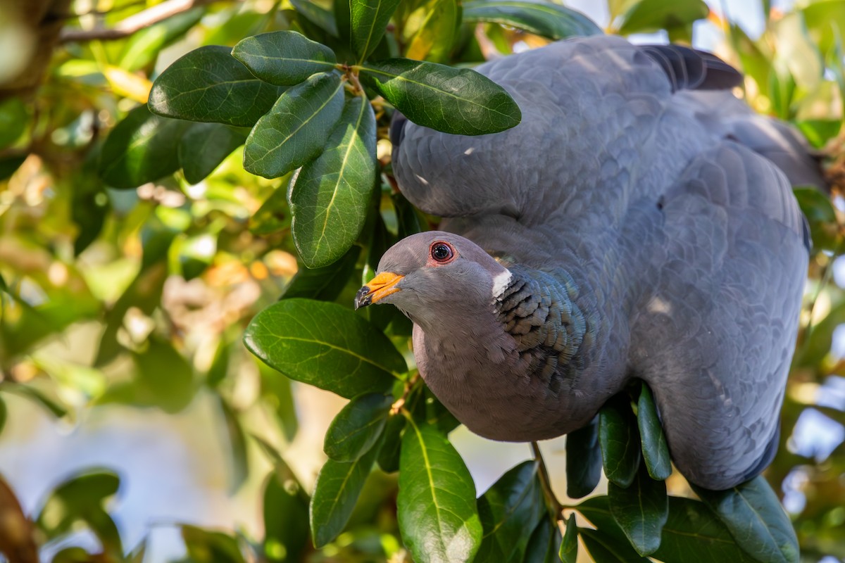 Band-tailed Pigeon - Max Breshears