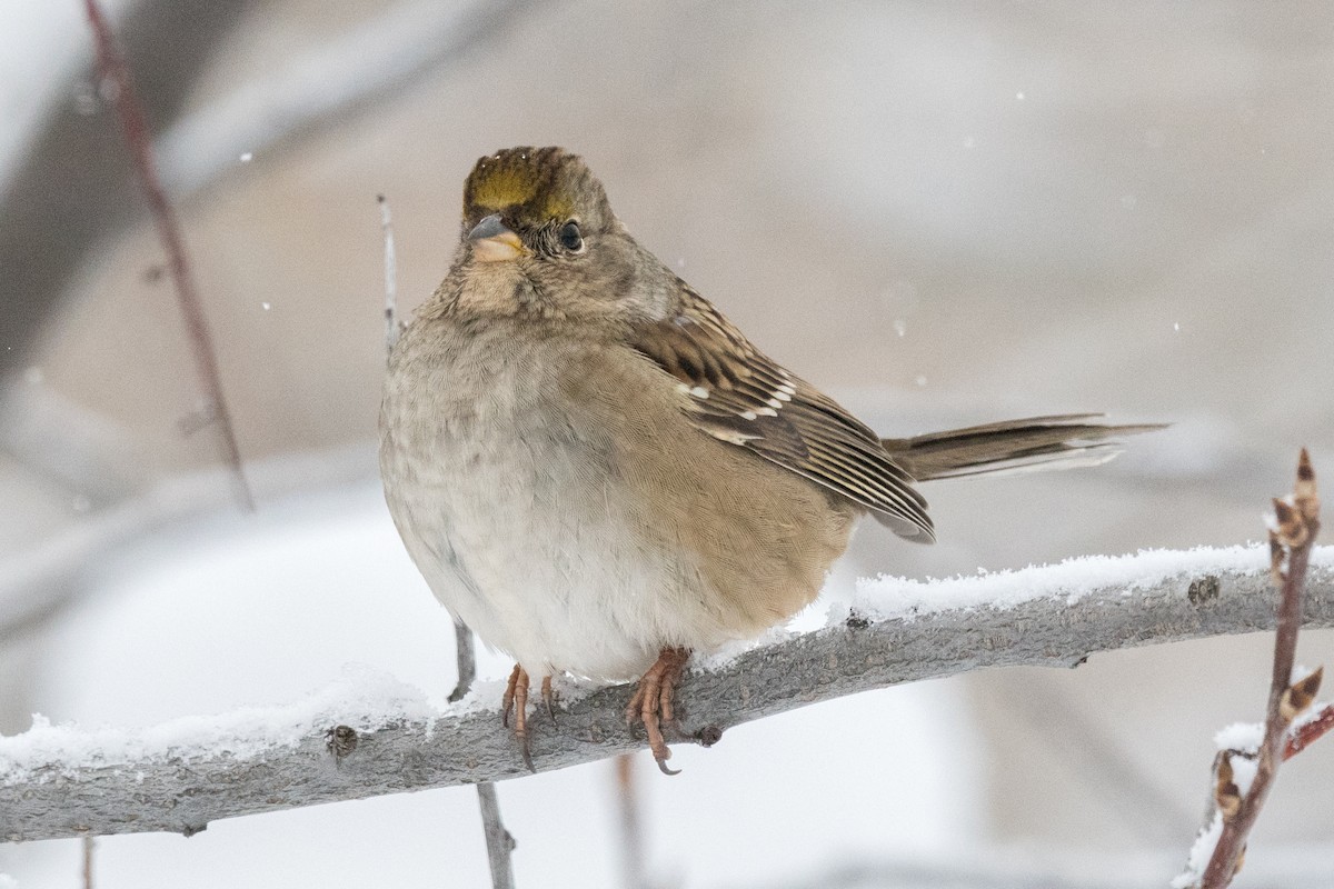 Golden-crowned Sparrow - ML610433360