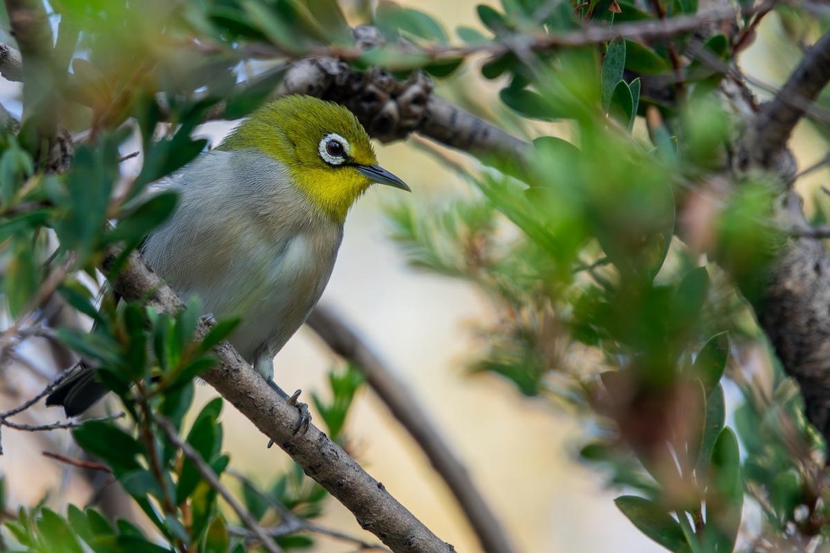 Swinhoe's White-eye - Max Breshears
