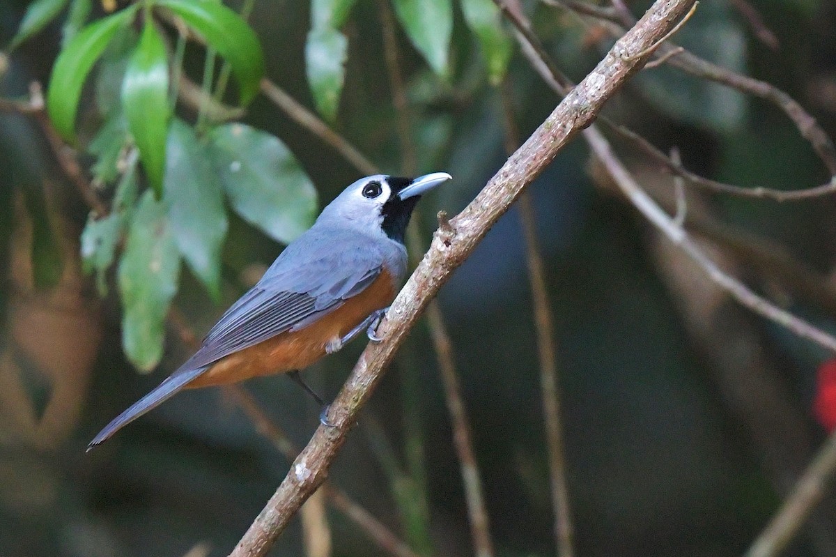 Black-faced Monarch - ML610433464